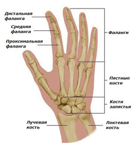 artrito skirtumas nuo artrozės rankų