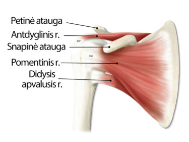 artrito bendrų žandikaulių artrozė iš peties sąnario laipsnis gydymo 2 kur yra