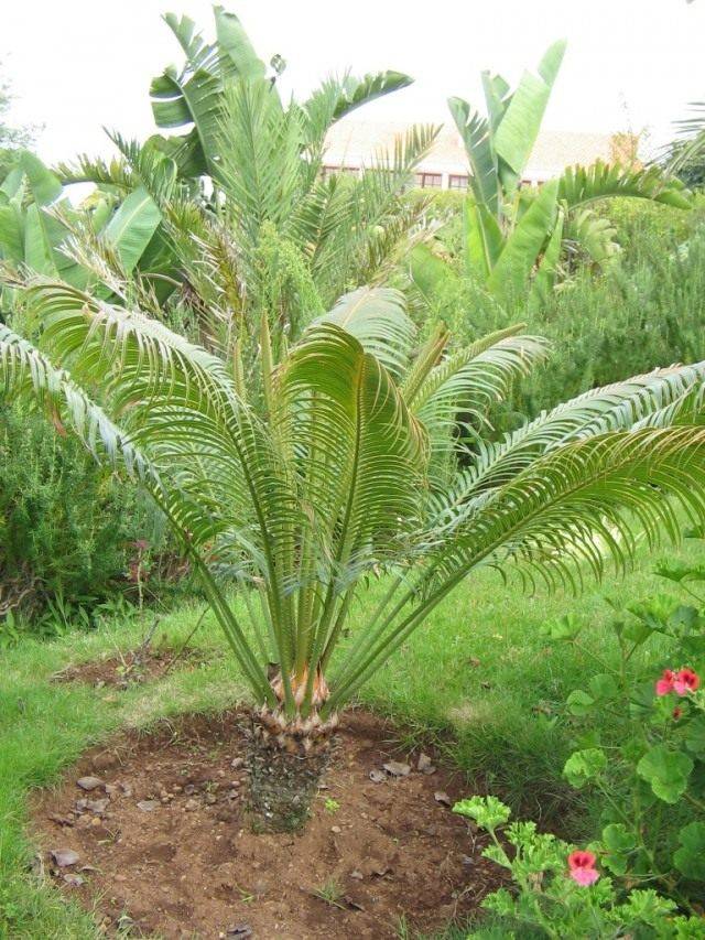 išlaikyti ligos palmių artrito sąnarių liaudies gynimo priemones