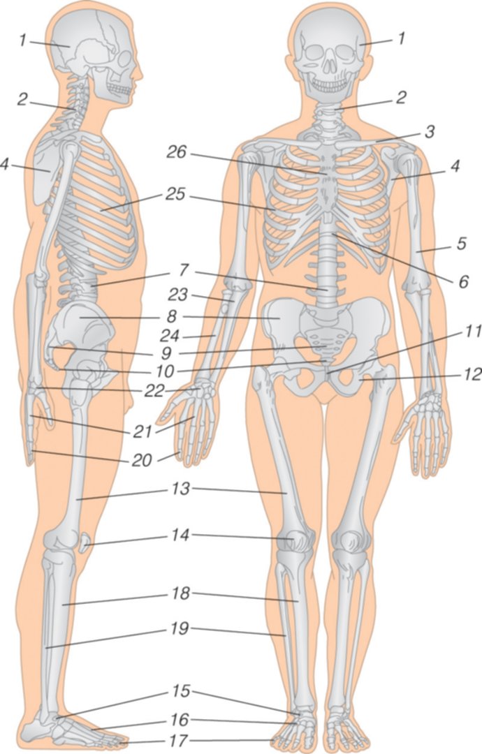 kūno jungtys ir kaulai paskubėk dešiniojo peties sąnarių priežastis