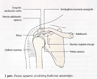 liaudies gydymo skausmas peties sąnario painful swollen joint at base of thumb